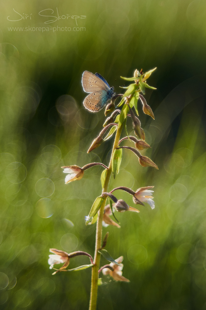 Epipactis palustris, kruštík bahenní - Šumava