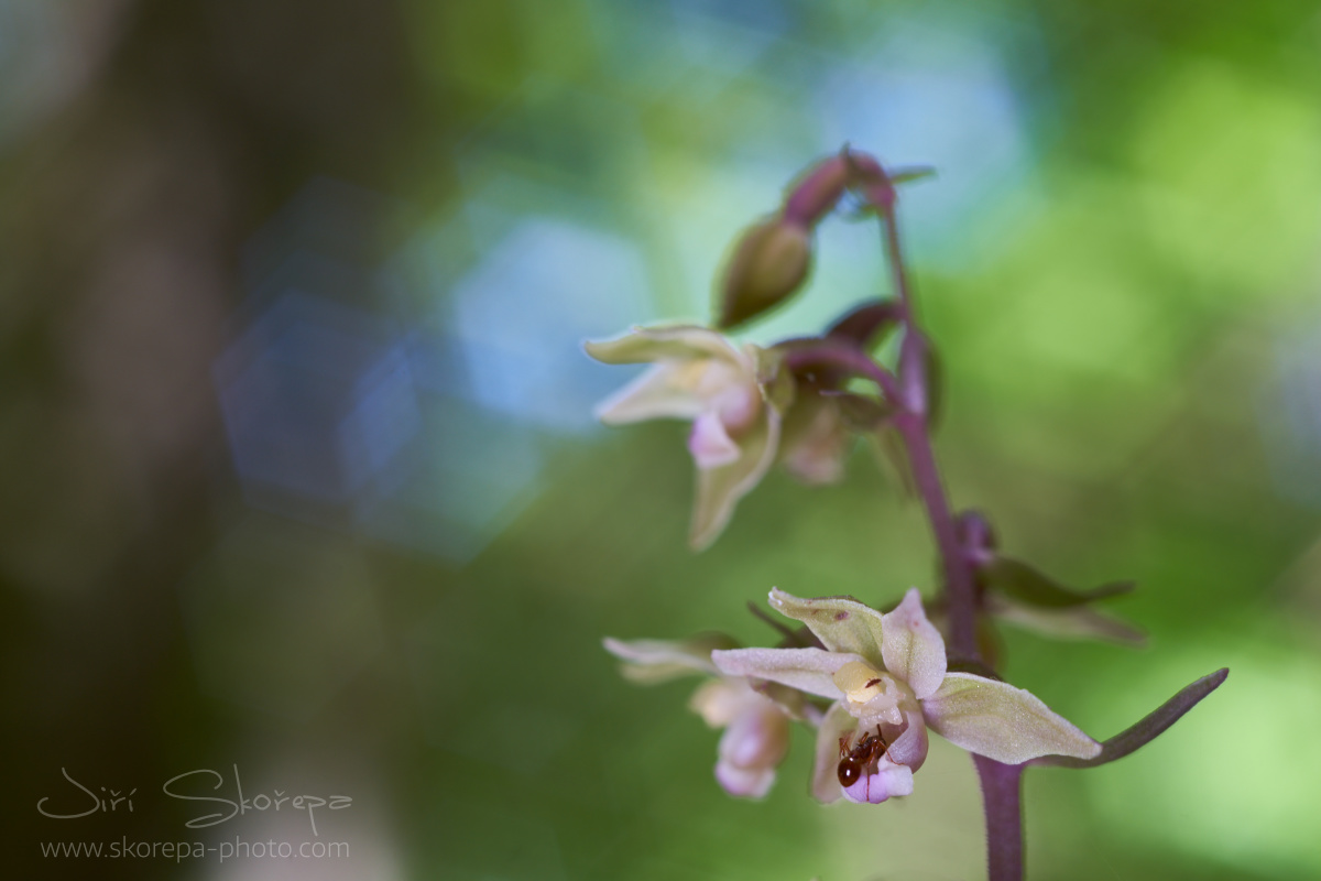 Epipactis purpurata, kruštík modrofialový – Českobudějovicko