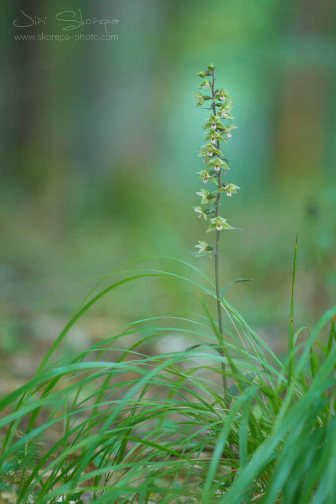 Epipactis purpurata, kruštík modrofialový – Českobudějovicko