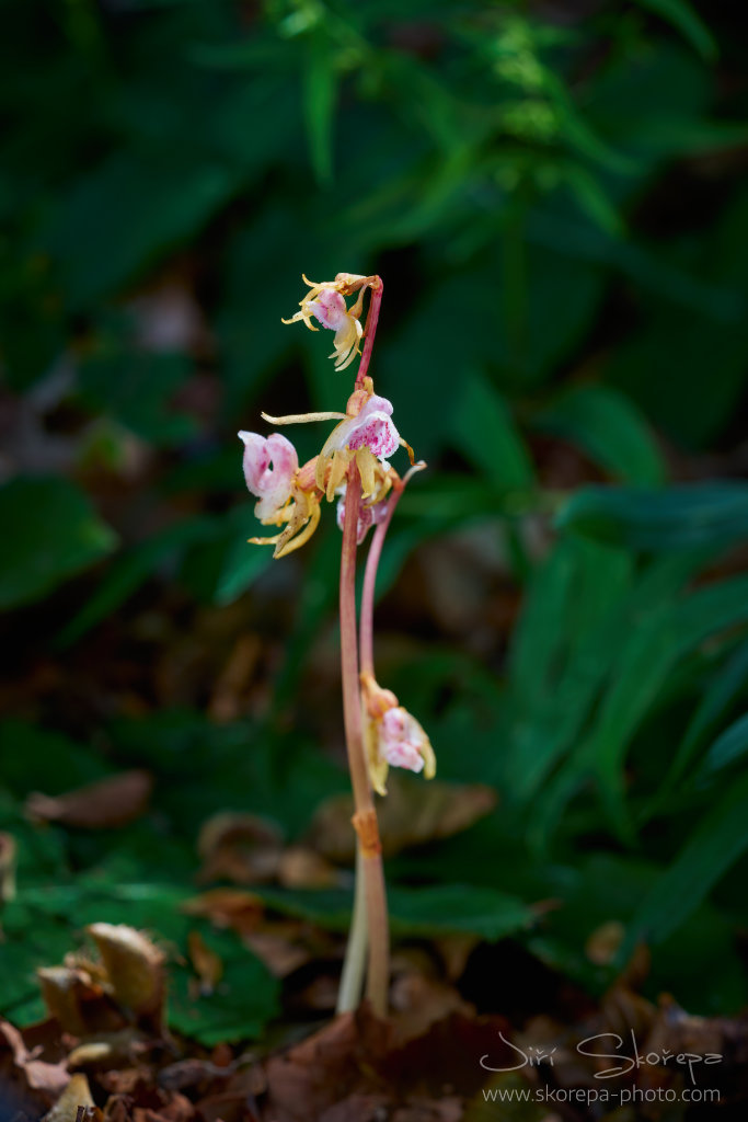 Epipogium aphyllum, sklenobýl bezlistý – Severní Velebit, Chorvatsko