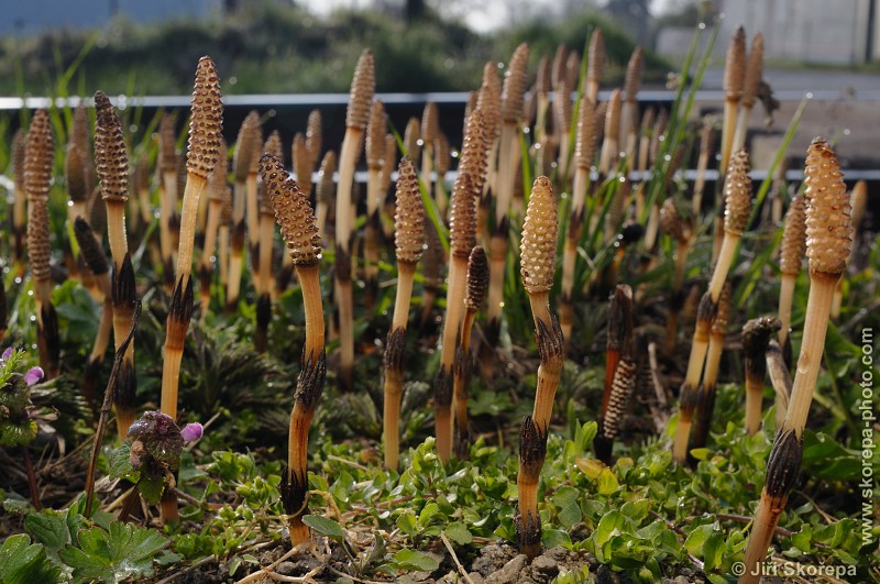 Equisetum arvense, přeslička rolní - Čenkov u Malšic, Táborsko