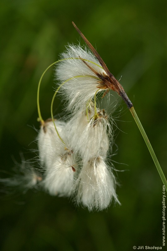 Eriophorum angustifolium, suchopýr úzkolistý