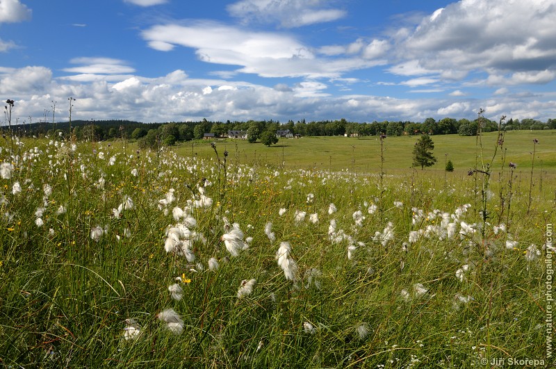 Eriophorum vaginatum, suchopýr pochvatý