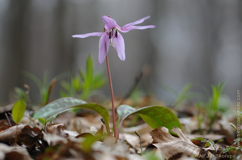 Erythronium dens-canis, kandík psí zub - NPP Medník, Hradišťko u Pikovic, Posázaví