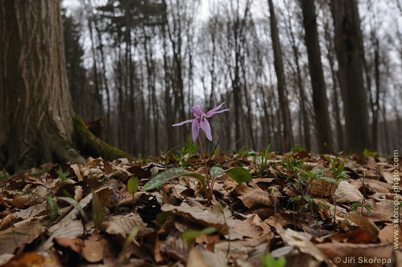 Erythronium dens-canis, kandík psí zub - NPP Medník, Hradišťko u Pikovic, Posázaví