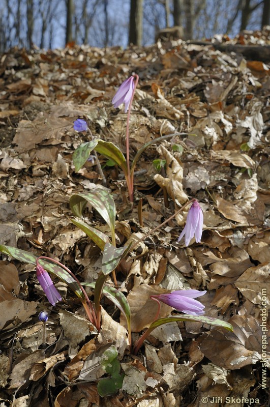 Erythronium dens-canis, kandík psí zub - NPP Medník, Posázaví