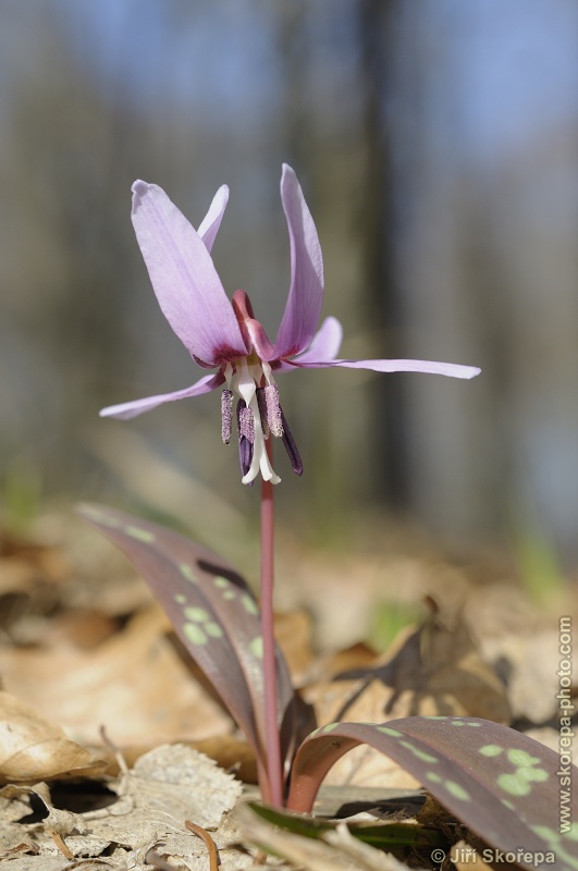 Erythronium dens-canis, kandík psí zub - NPP Medník, Posázaví