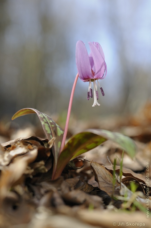 Erythronium dens-canis, kandík psí zub - NPP Medník, Posázaví