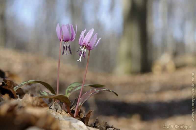 Erythronium dens-canis, kandík psí zub - NPP Medník, Posázaví