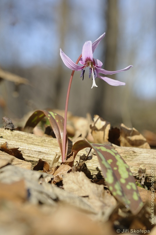 Erythronium dens-canis, kandík psí zub - NPP Medník, Posázaví