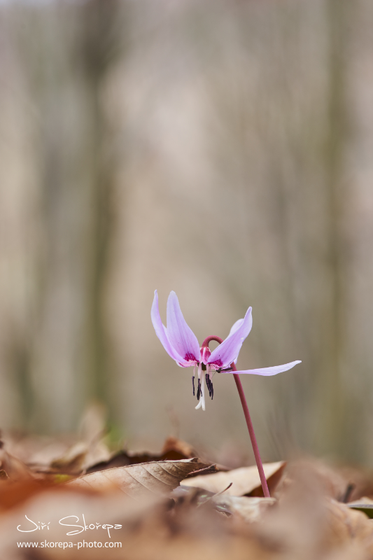 Erythronium dens-canis, kandík psí zub - střední Čechy