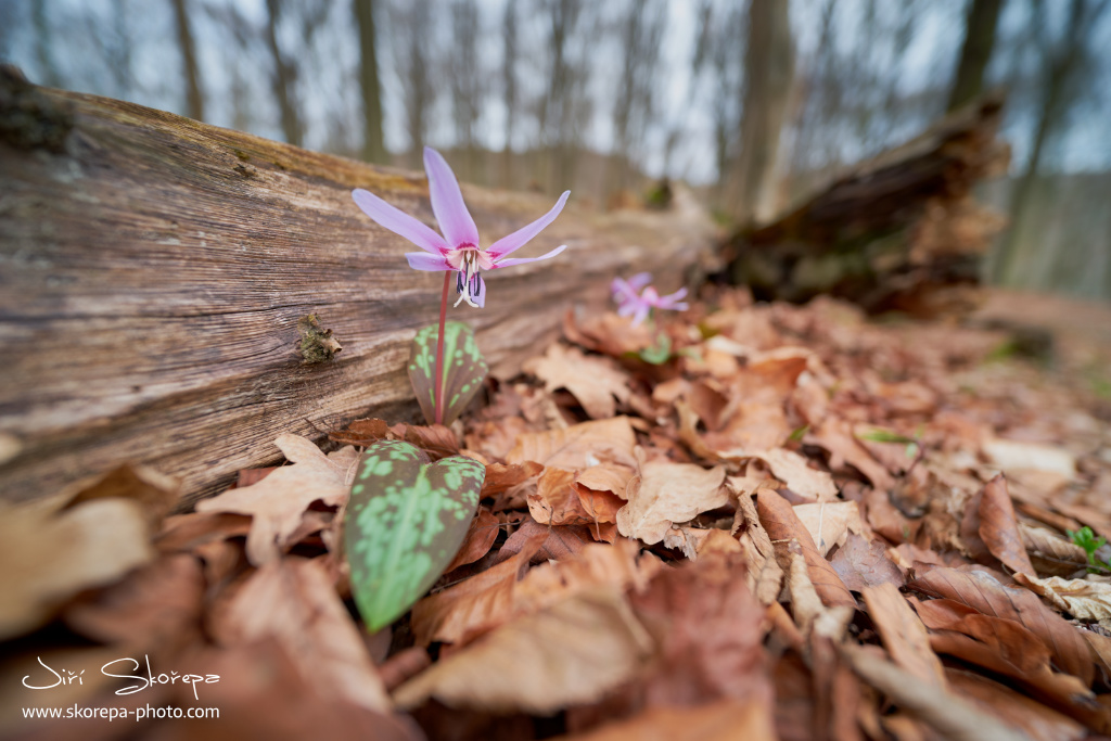 Erythronium dens-canis, kandík psí zub - střední Čechy