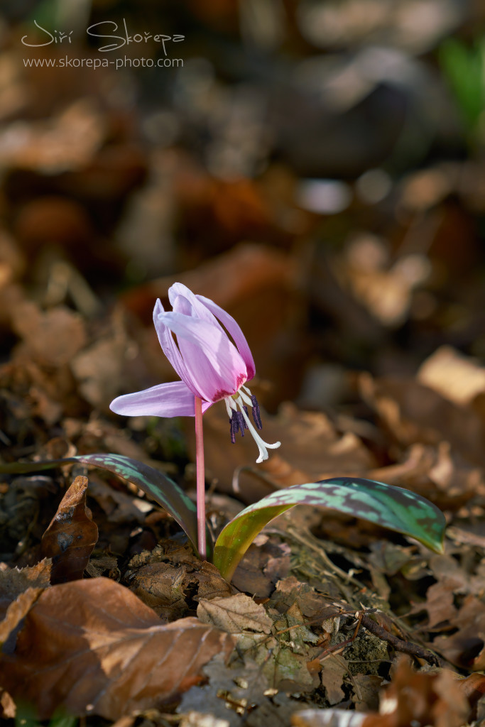 Erythronium dens-canis, kandík psí zub – střední Čechy