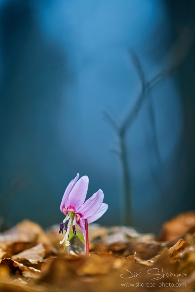 Erythronium dens-canis, kandík psí zub – střední Čechy