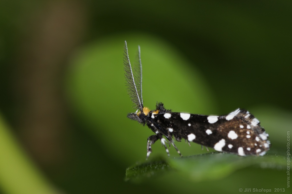 Euplocamus anthracinalis, mol ozdobný - NPR Koda, CHKO Český kras