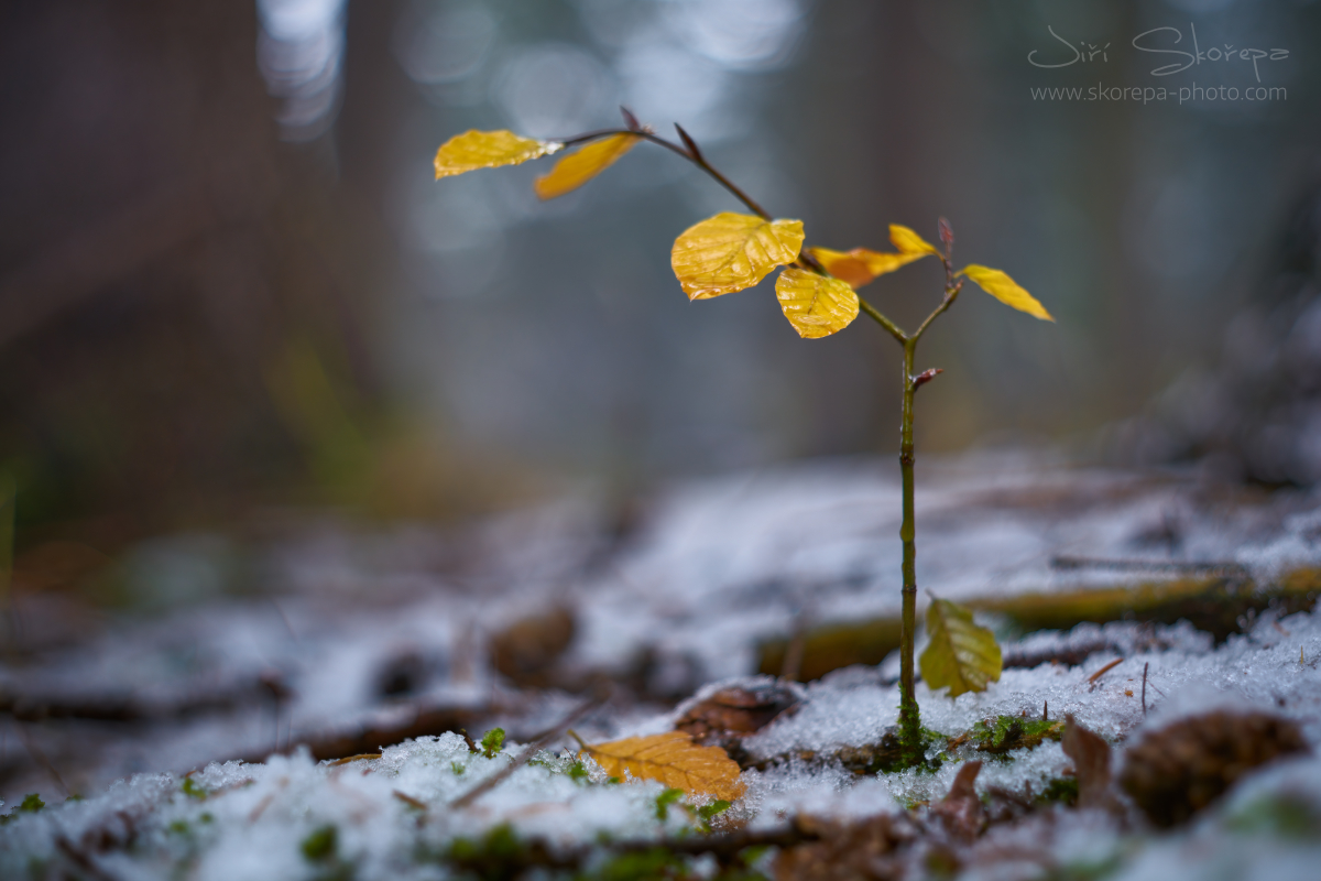 Fagus sylvatica, buk lesní – Želiv, Vysočina