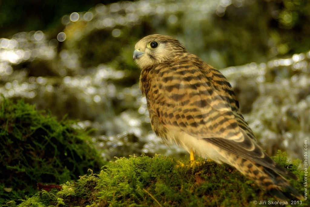 Falco tinnunculus, poštolka obecná