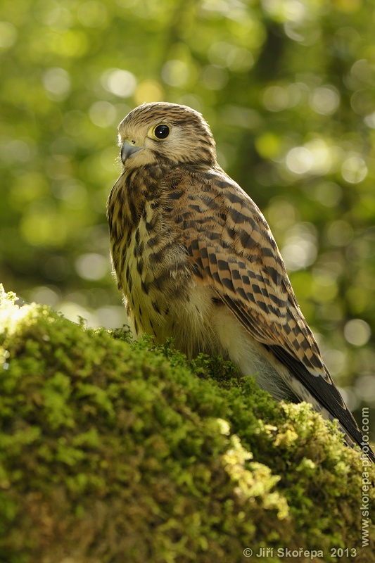 Falco tinnunculus, poštolka obecná