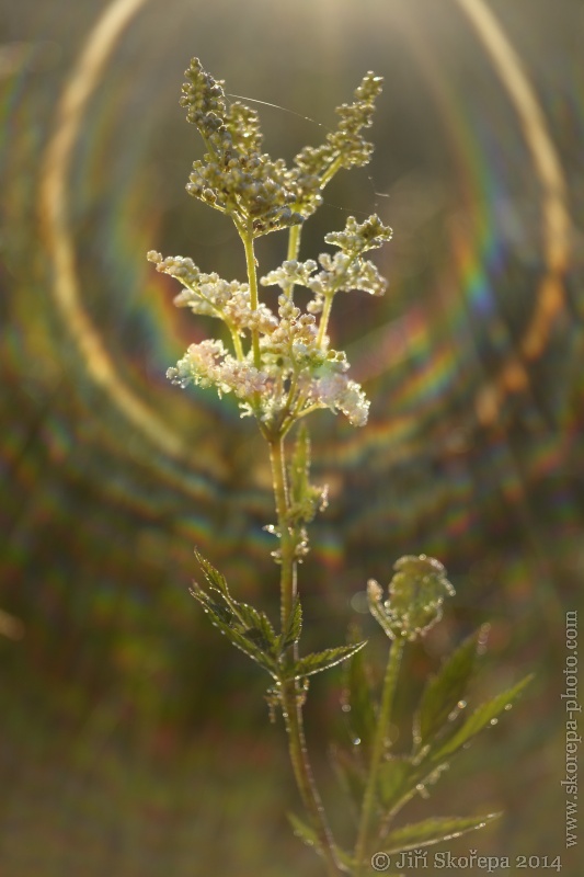 Filipendula ulmaria, tužebník jilmový - Táborsko.