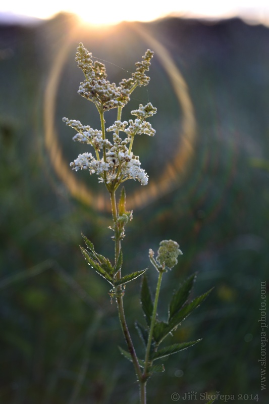 Filipendula ulmaria, tužebník jilmový - Táborsko.