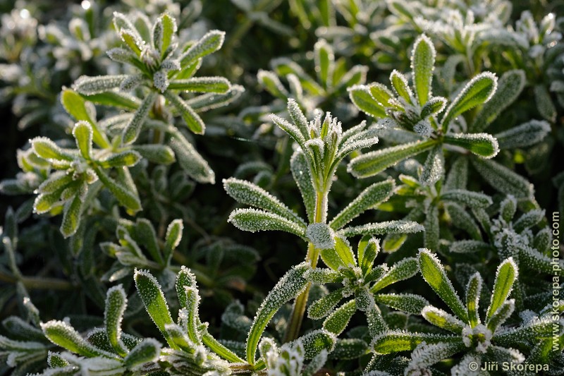 Galium aparine, svízel přítula - Hodětín, Vltavotýnsko