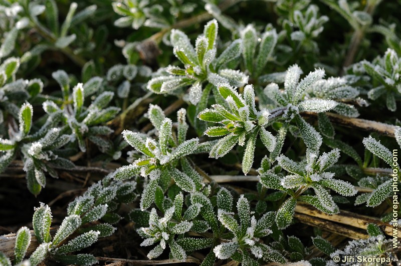 Galium aparine, svízel přítula - Hodětín, Vltavotýnsko