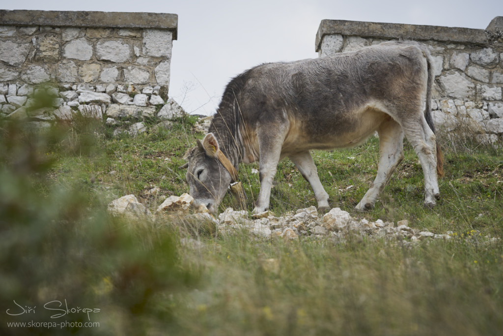 Gargano sežrané