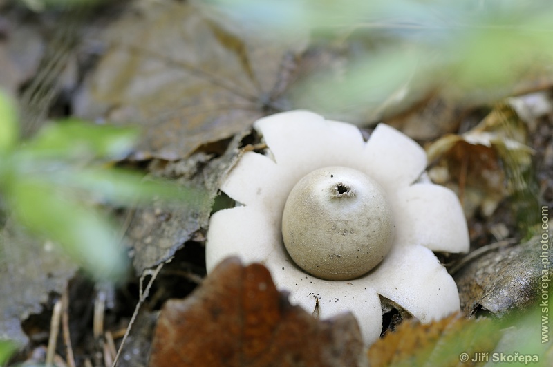 Geastrum fimbriatum, hvězdovka brvitá - CHKO Český kras