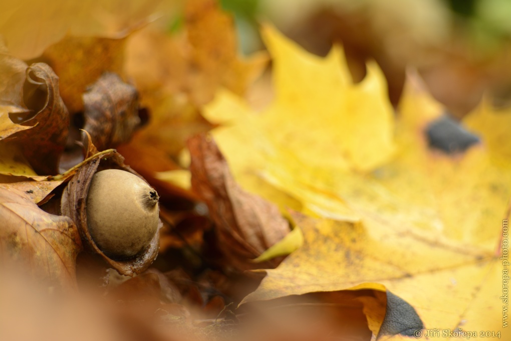 Geastrum sp., hvězdovka - Táborsko