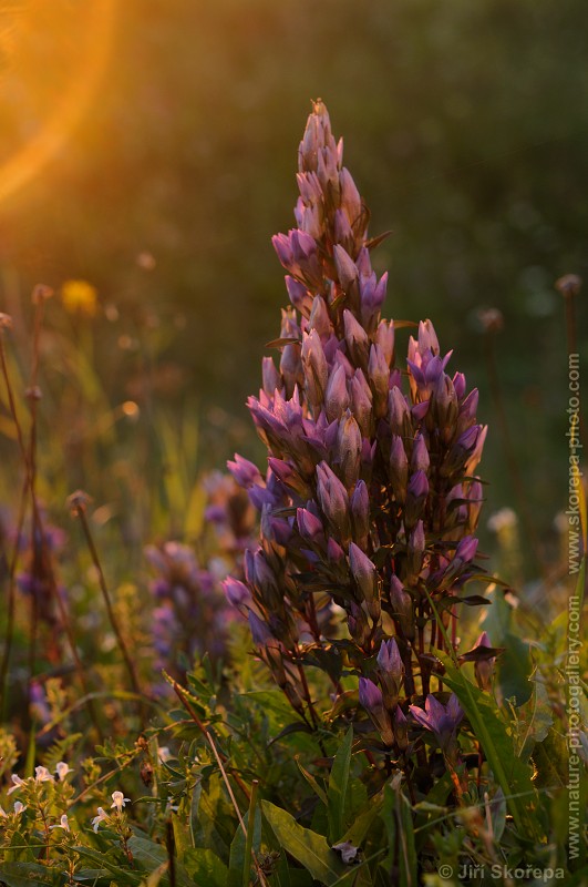 Gentianella praecox subsp. bohemica, hořeček mnohotvarý český