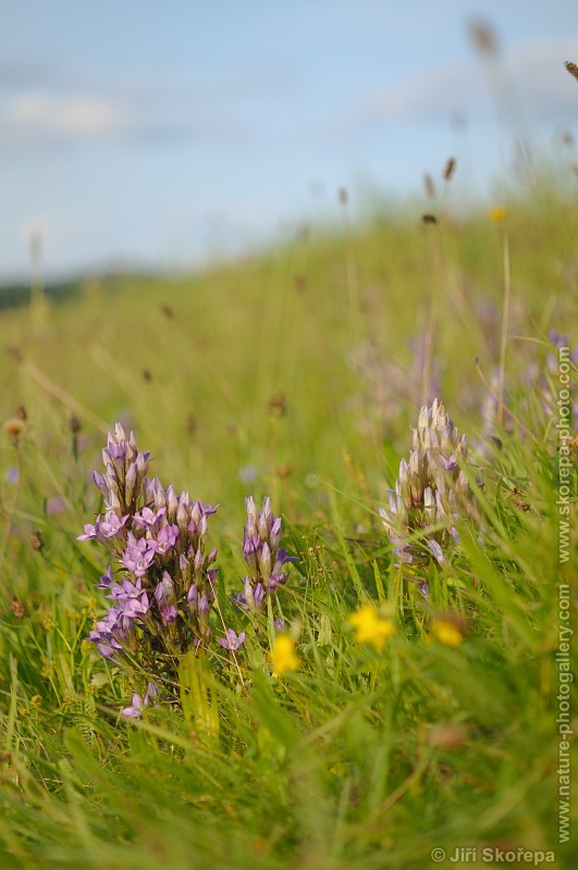 Gentianella praecox subsp. bohemica, hořeček mnohotvarý český