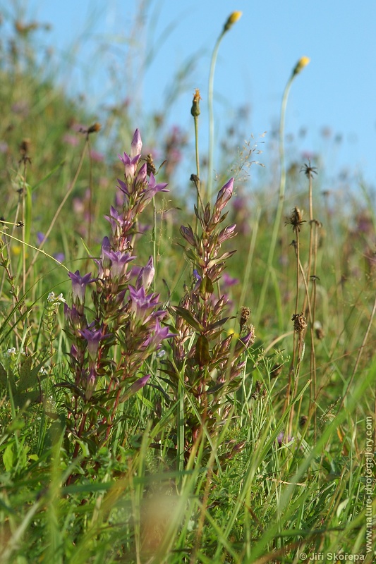 Gentianella praecox subsp. bohemica, hořeček mnohotvarý český