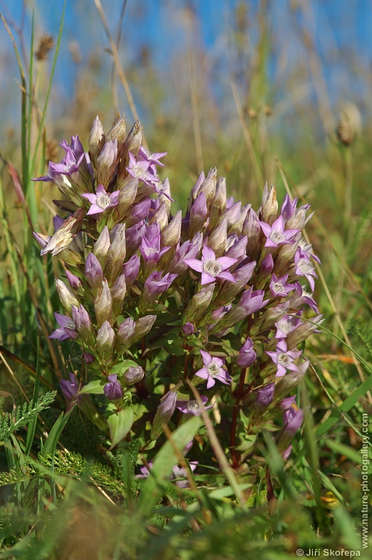 Gentianella praecox subsp. bohemica, hořeček mnohotvarý český