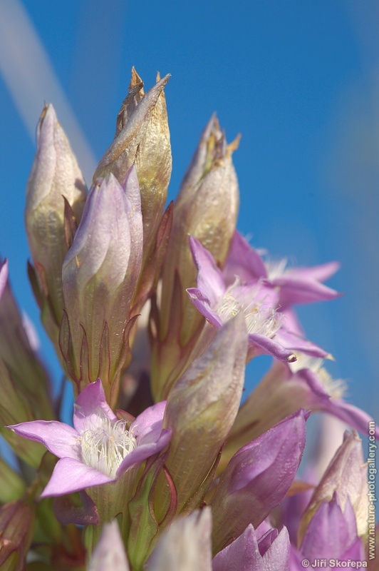 Gentianella praecox subsp. bohemica, hořeček mnohotvarý český