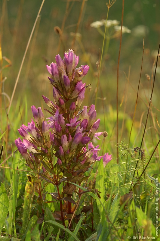 Gentianella praecox subsp. bohemica, hořeček mnohotvarý český