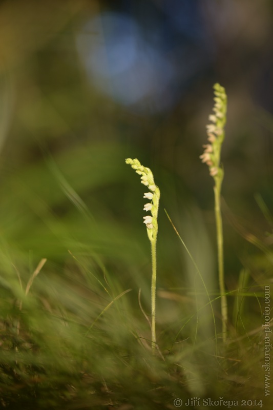 Goodyera repens, smrkovník plazivý - Kladensko