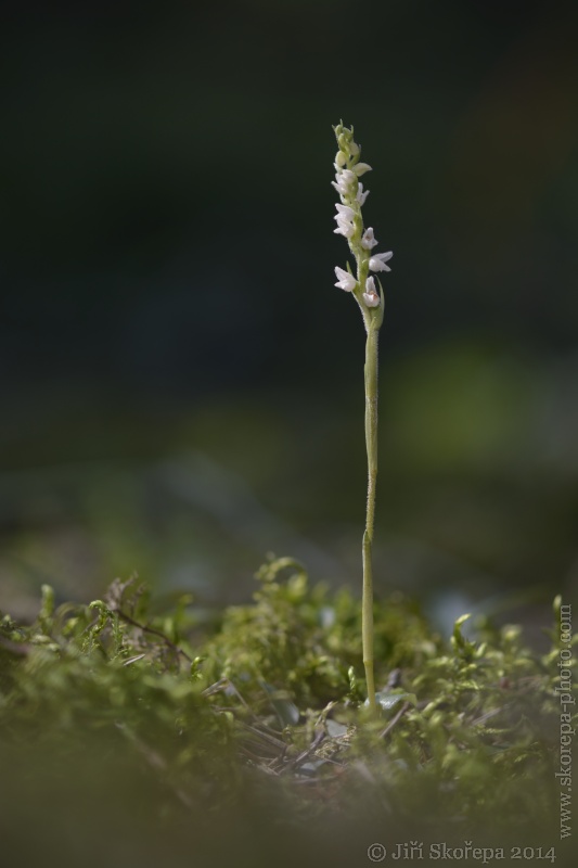 Goodyera repens, smrkovník plazivý - Klatovsko