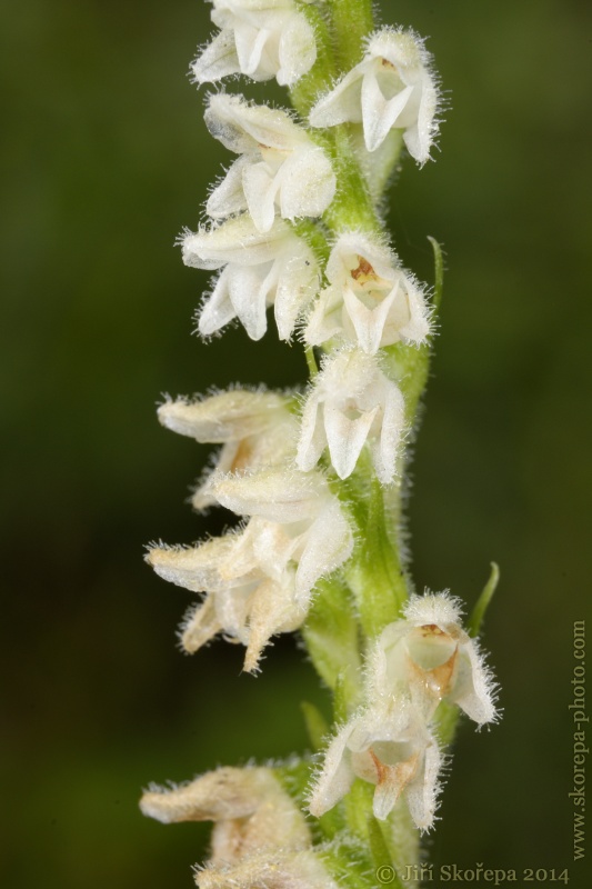 Goodyera repens, smrkovník plazivý - Sušicko