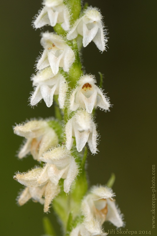 Goodyera repens, smrkovník plazivý - Sušicko