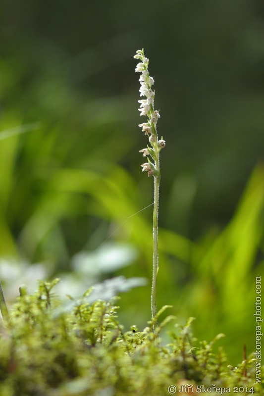 Goodyera repens, smrkovník plazivý - Sušicko