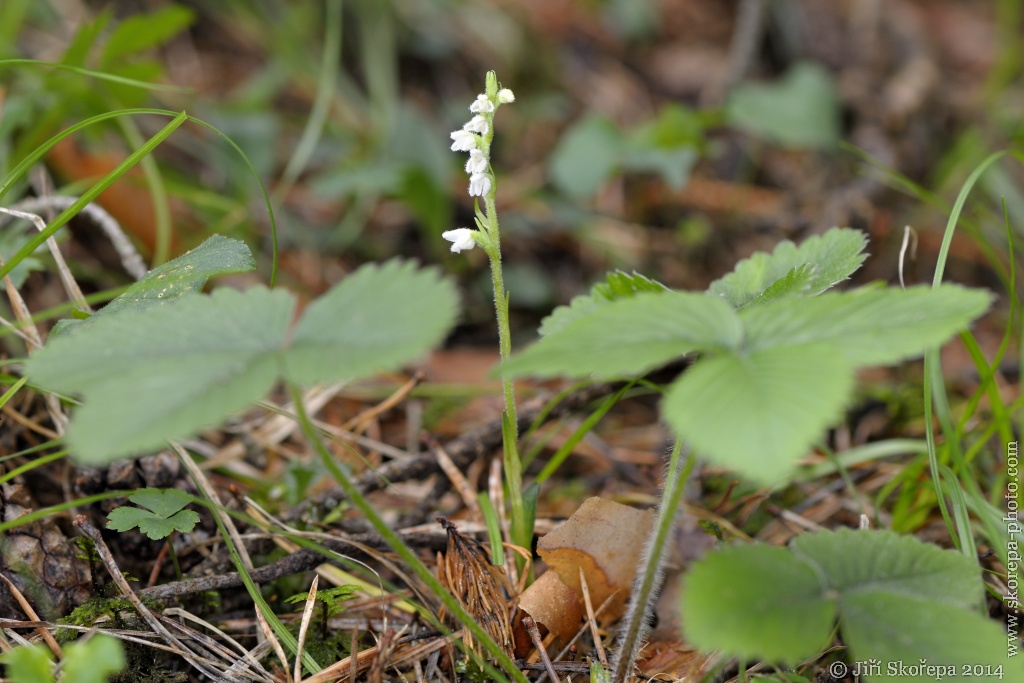 Goodyera repens, smrkovník plazivý - Sušicko