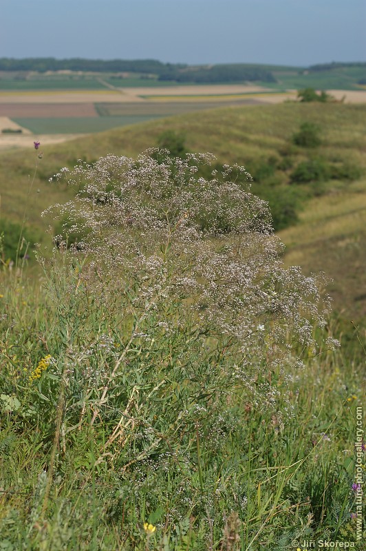 Gypsophila paniculata, šater latnatý