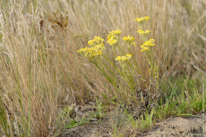 Helichrysum arenarium, smil písečný