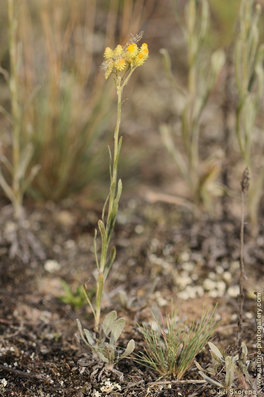 Helichrysum arenarium, smil písečný