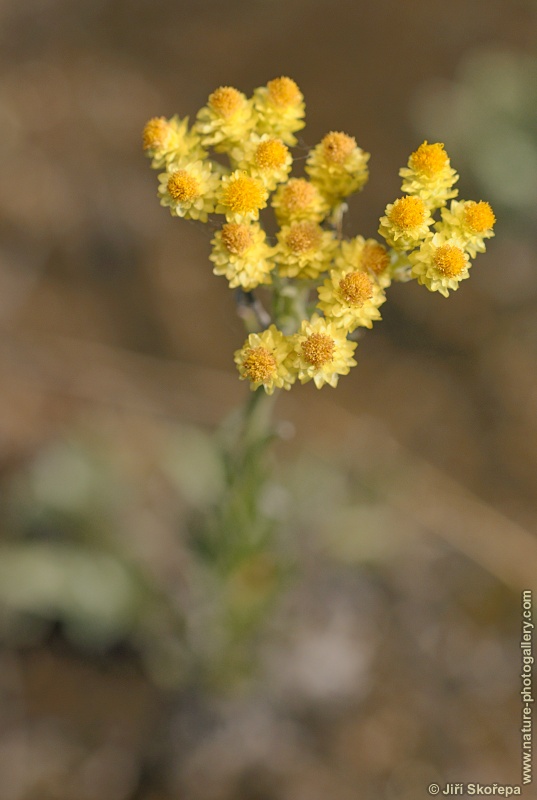 Helichrysum arenarium, smil písečný