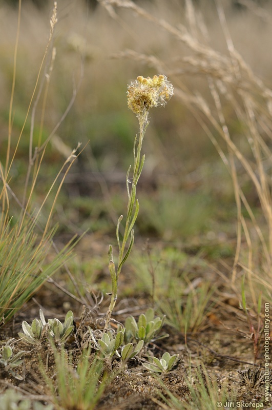 Helichrysum arenarium, smil písečný