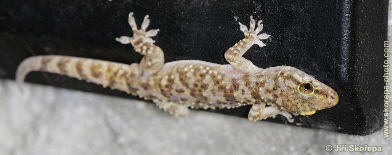 Hemidactylus turcicus, gekon turecký - Ivan Dolac, Hvar, Chorvatsko