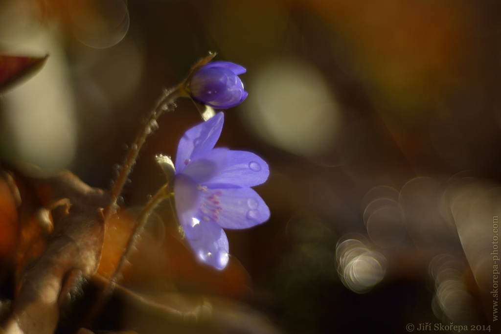 Hepatica nobilis, jaterník podléška - Stádlec, Táborsko