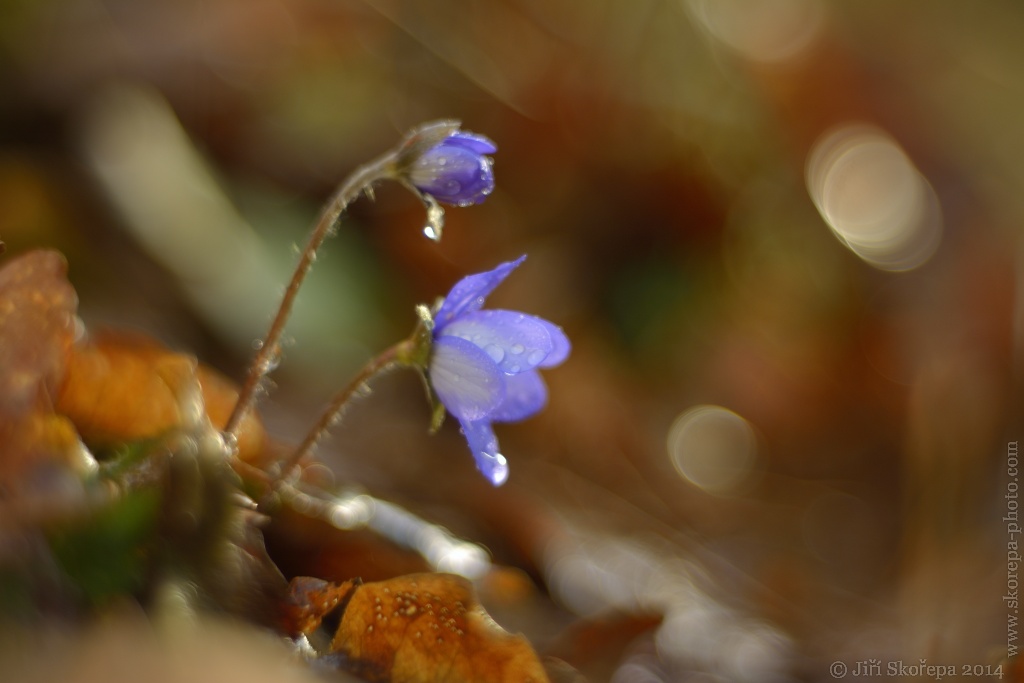 Hepatica nobilis, jaterník podléška - Stádlec, Táborsko