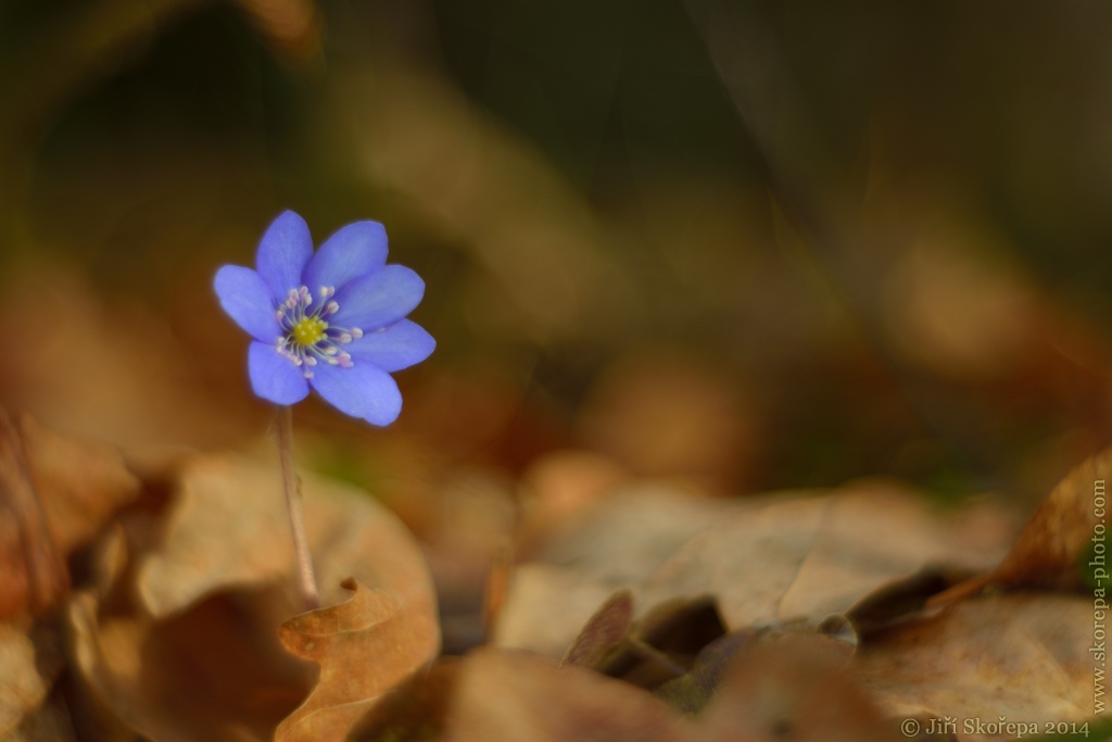 Hepatica nobilis, jaterník podléška - Stádlec, Táborsko